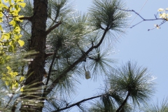 Radiosonde