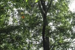 radiosonde hanging