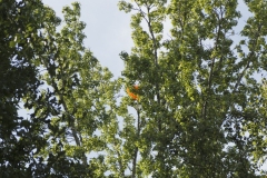 parachute stuck